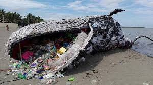 Paus Mati Karena Sampah Plastik